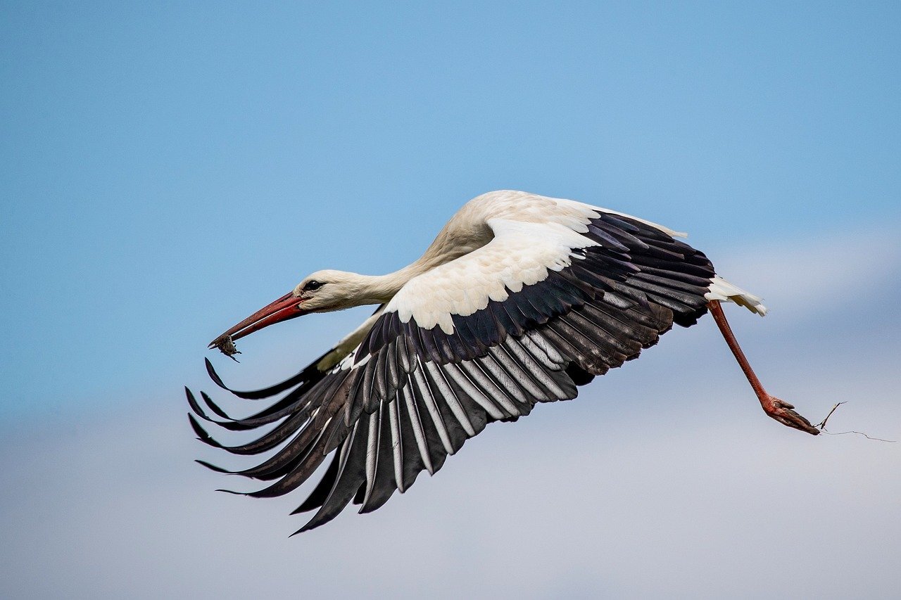 Arabervollblut stork 10151796 1280