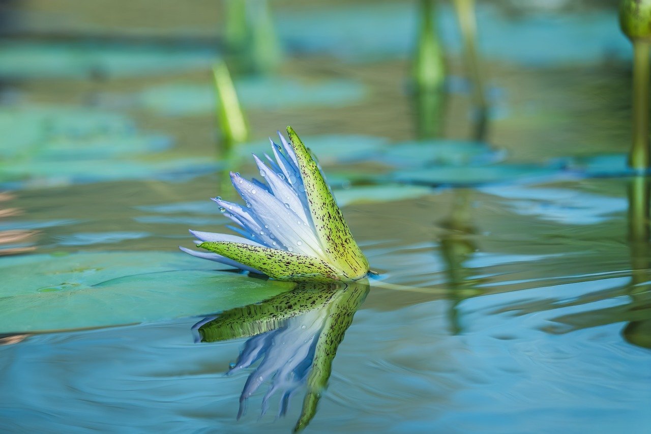Couleur water lily 10212280 1280