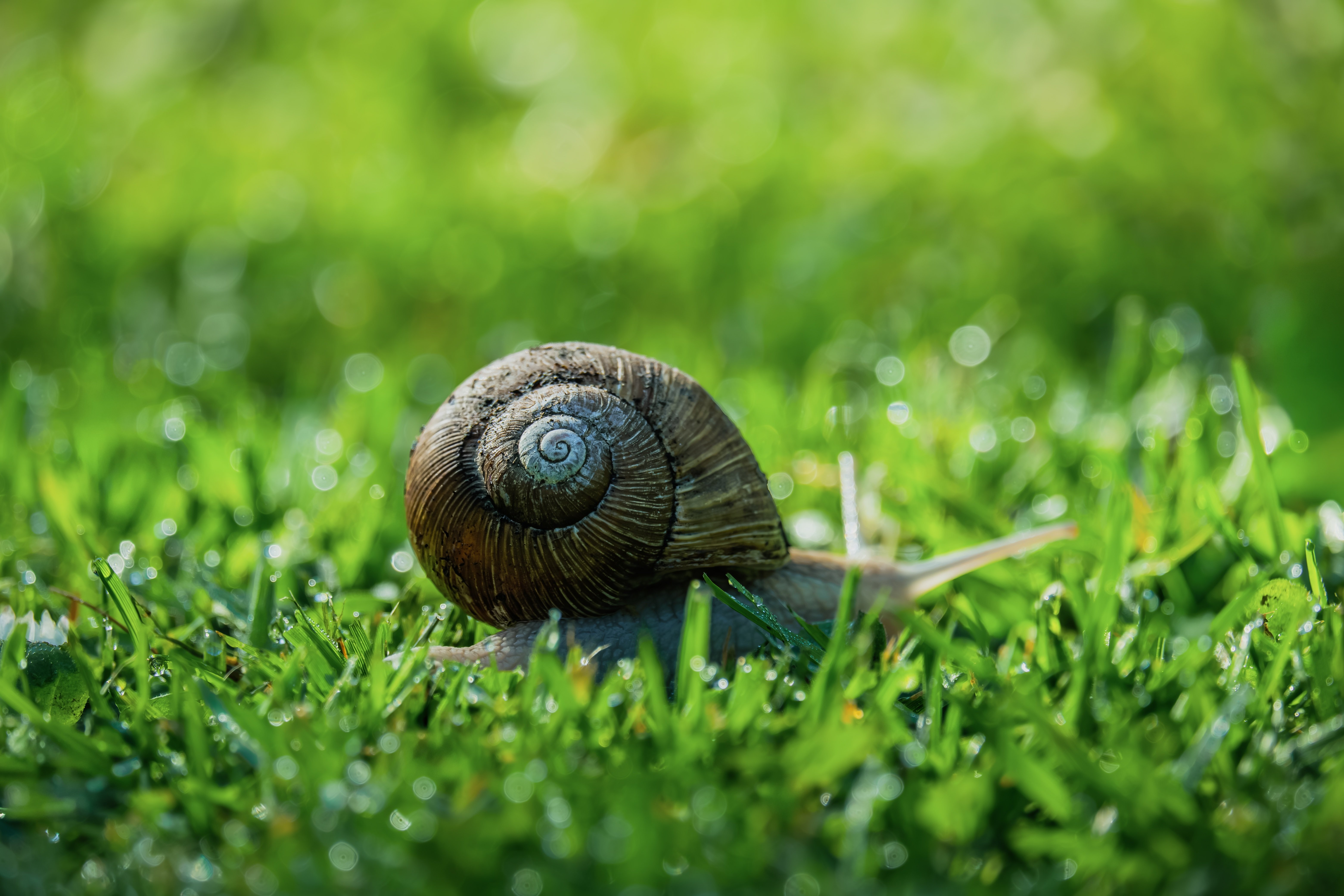 Couleur snail 10228601