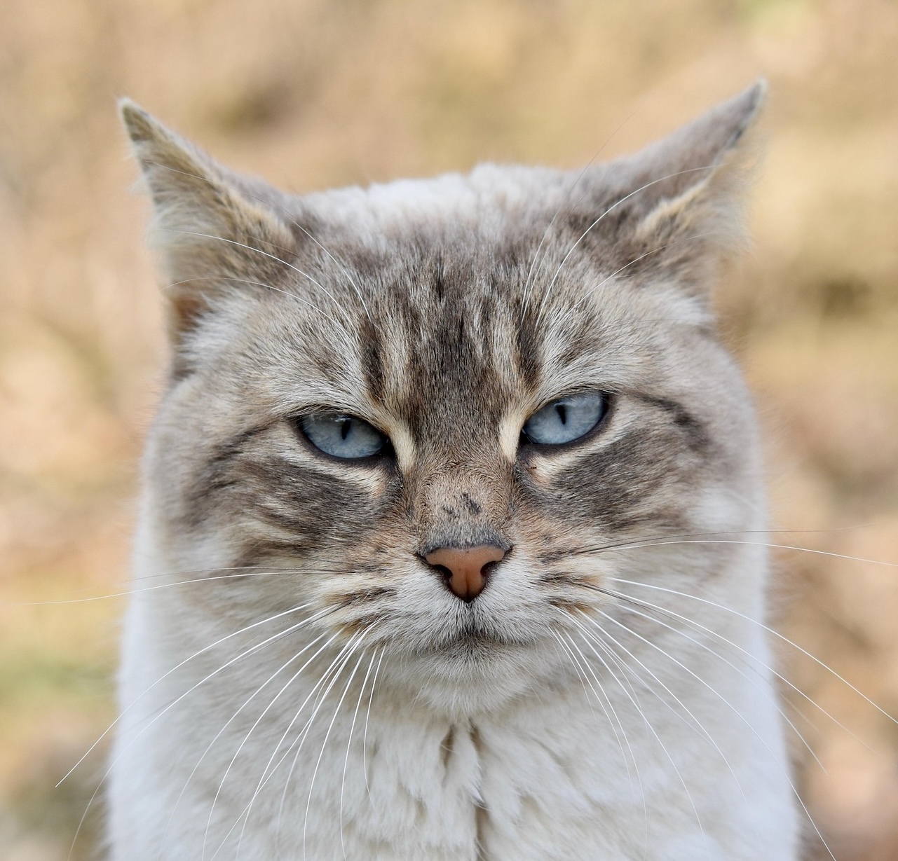 Jaclou dl cat 8578562 1920